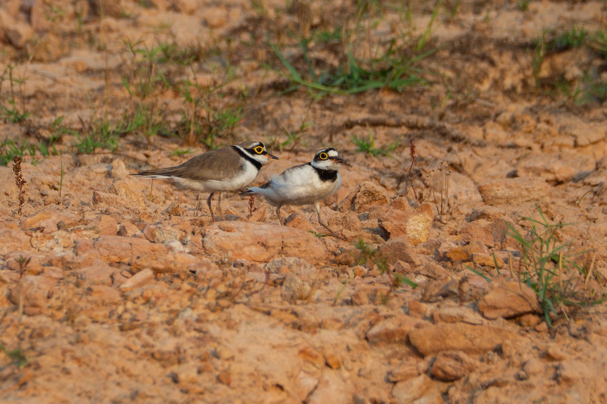 Little Ringed Plover - ML614665502
