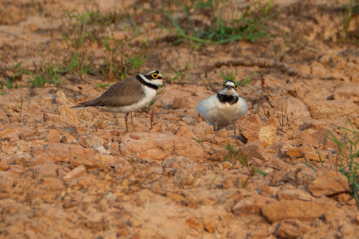 Little Ringed Plover - ML614665507