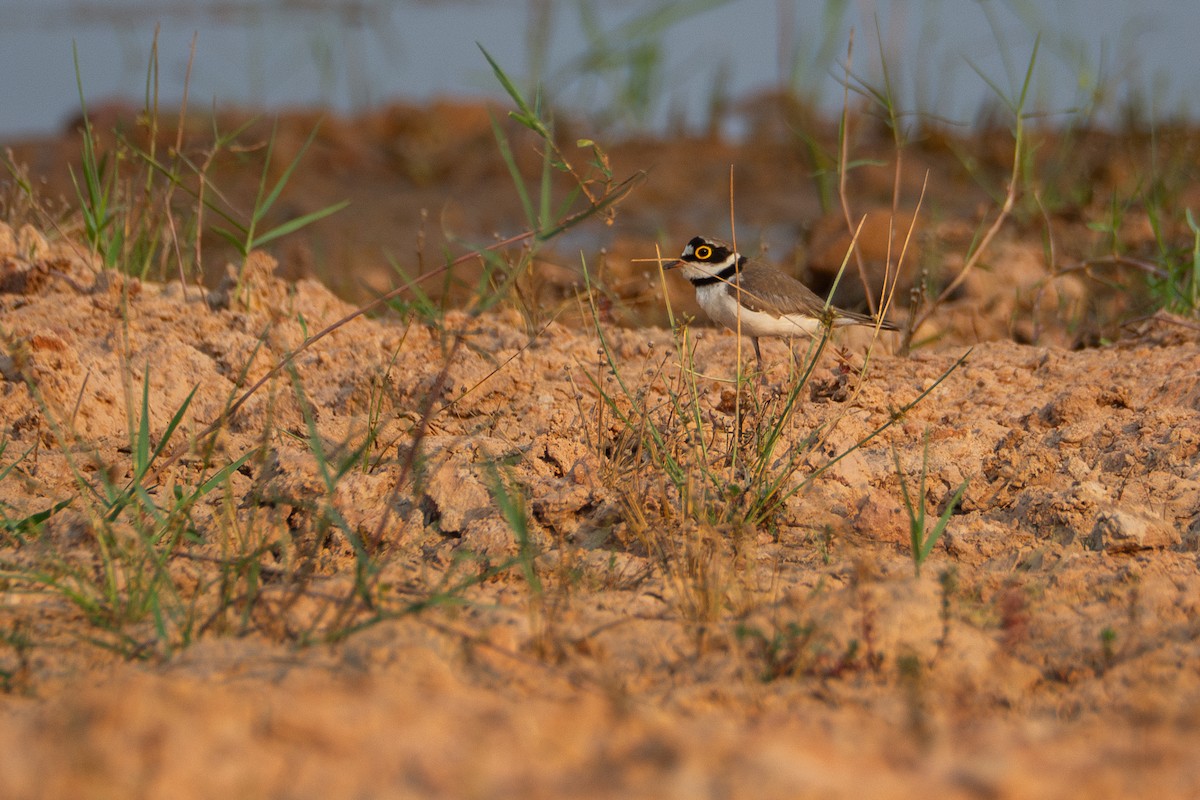 Little Ringed Plover - ML614665511