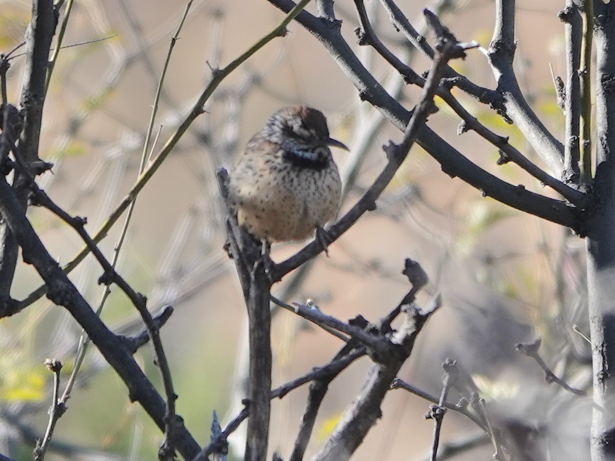 Cactus Wren - ML614665549