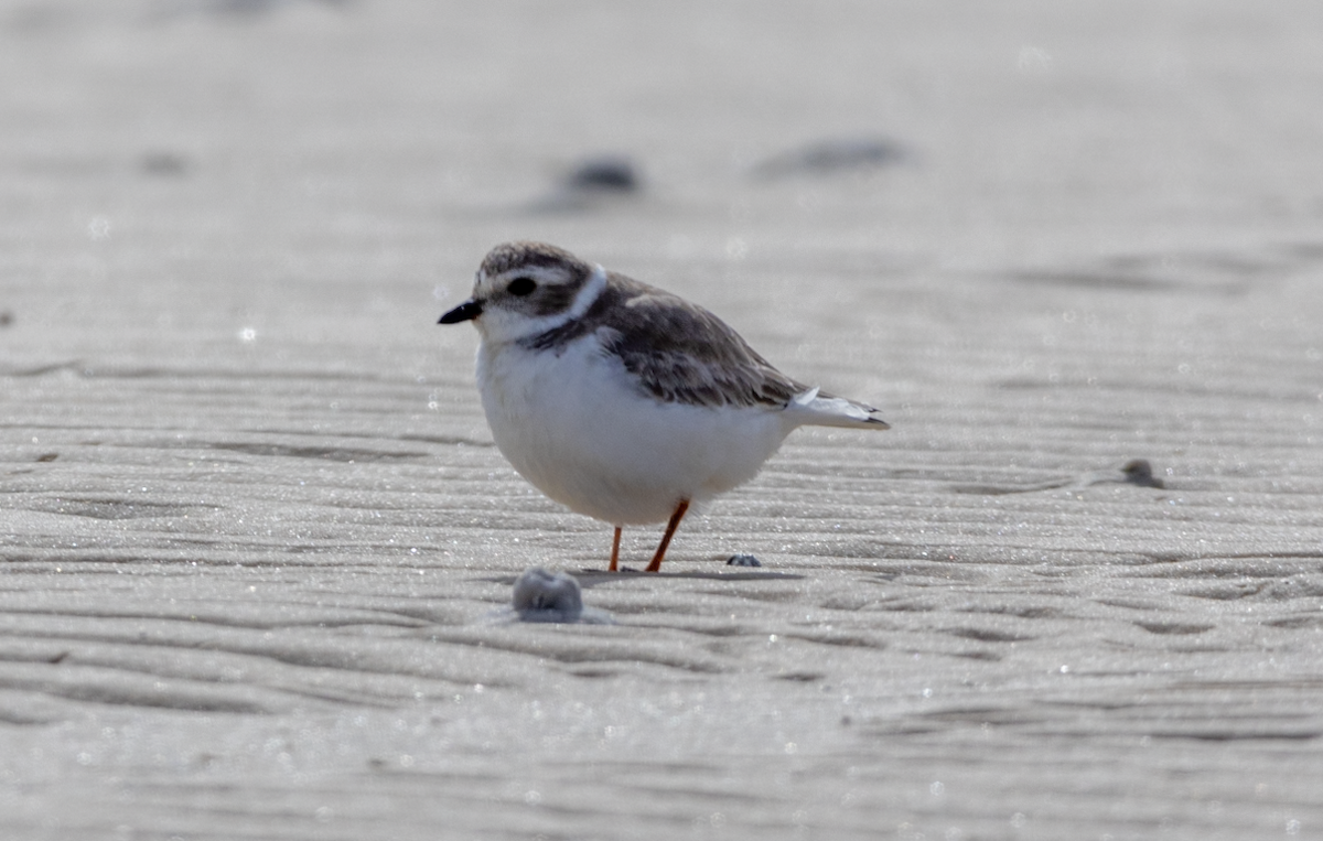 Piping Plover - Lucas Pittman