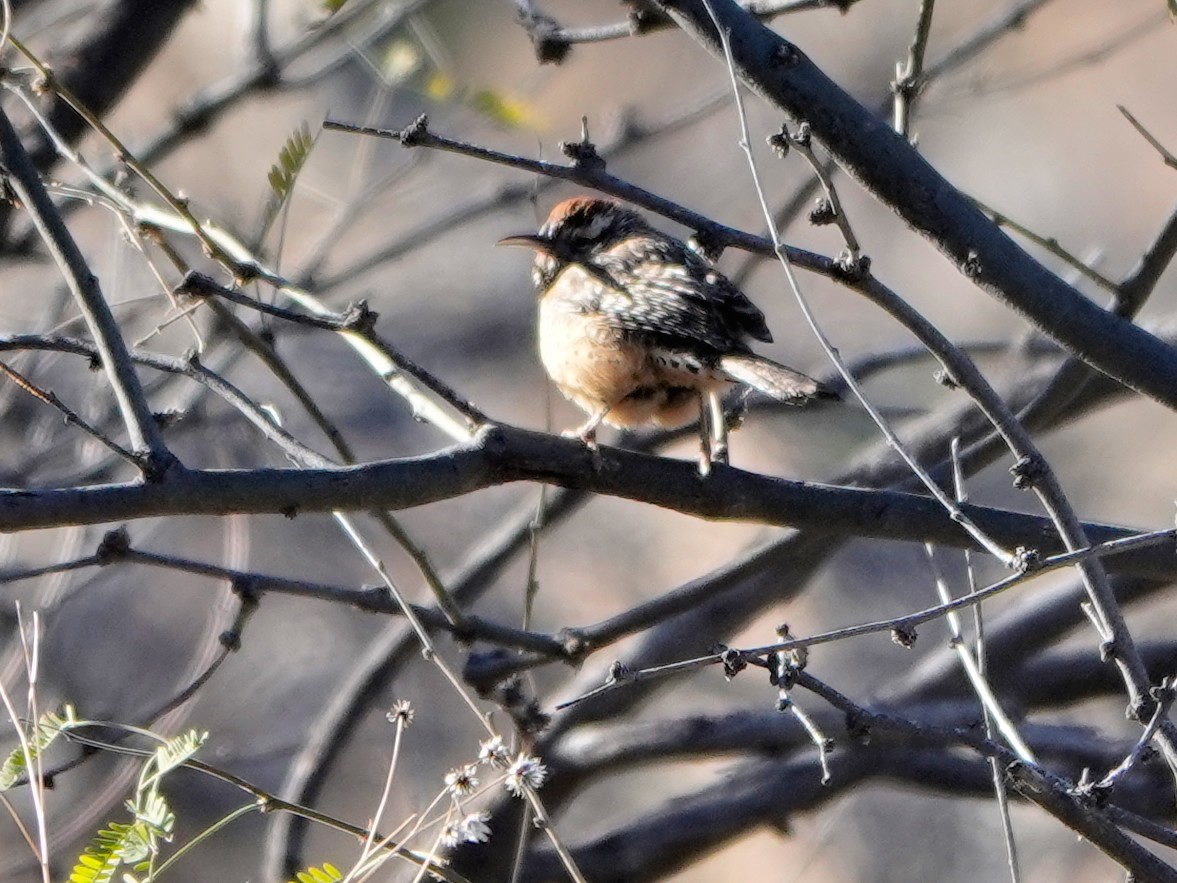 Cactus Wren - Liz Soria