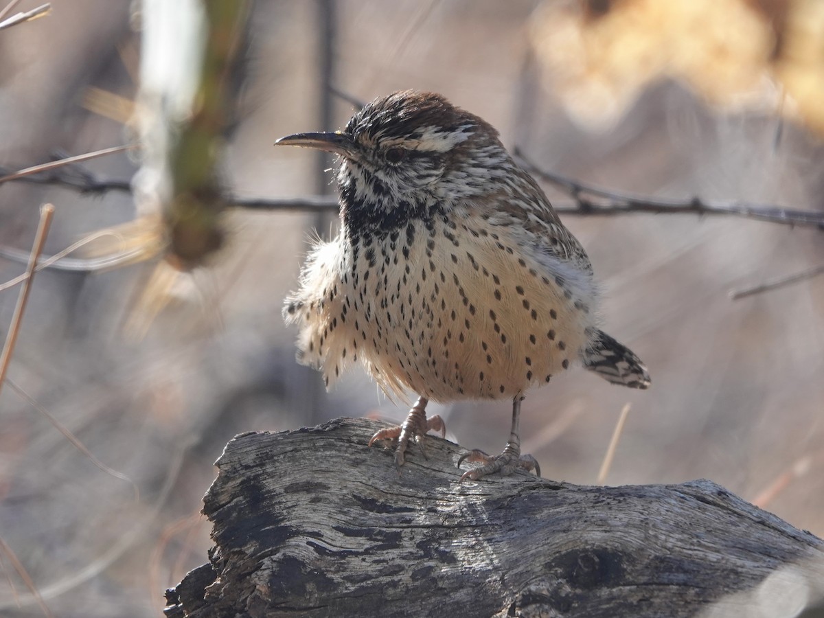 Cactus Wren - ML614665605