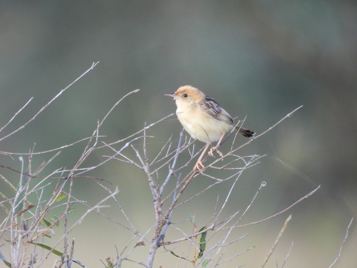 Golden-headed Cisticola - ML614665608