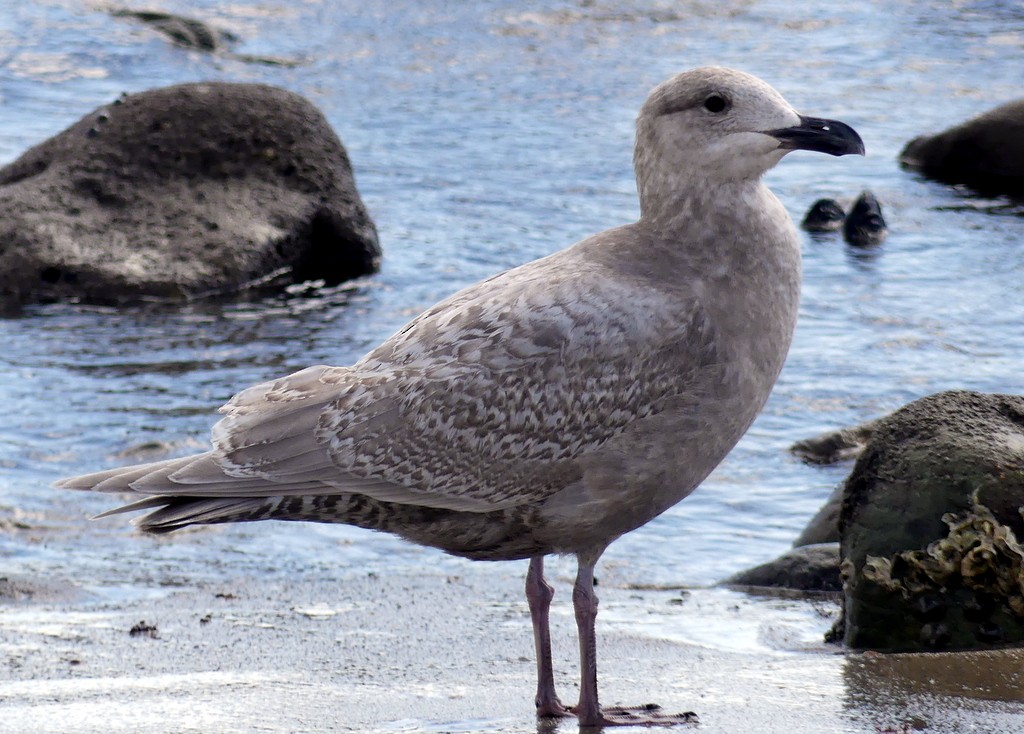 Glaucous-winged Gull - ML614665634