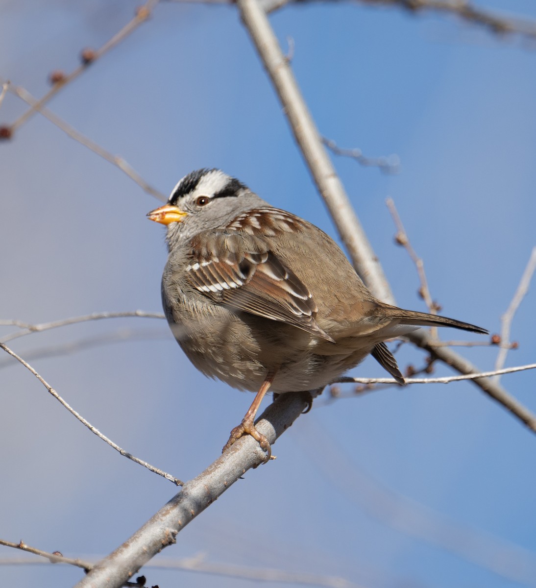 White-crowned Sparrow - Terry Rich