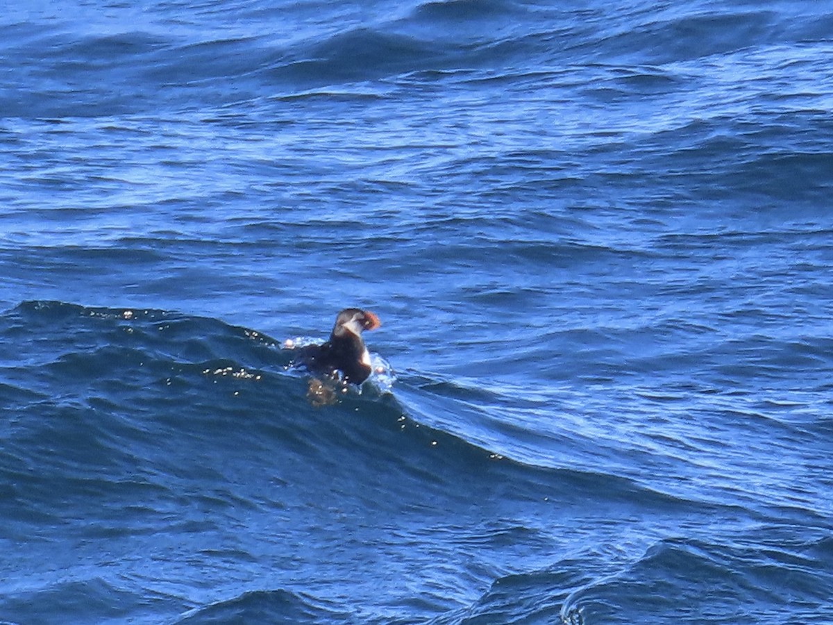 Atlantic Puffin - ML614665664