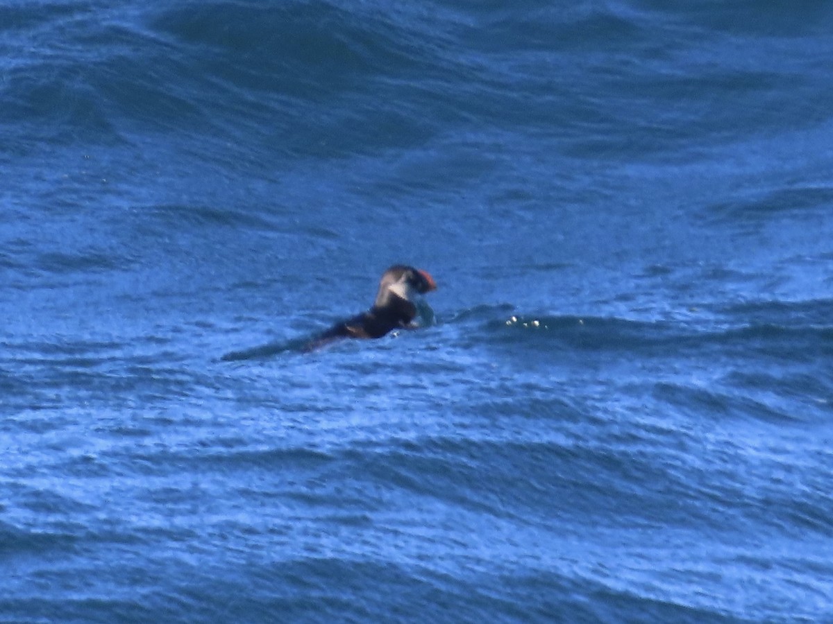 Atlantic Puffin - ML614665668