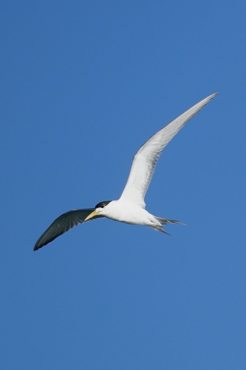 Great Crested Tern - ML614665752