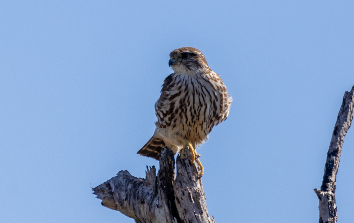 Merlin - Lucas Pittman