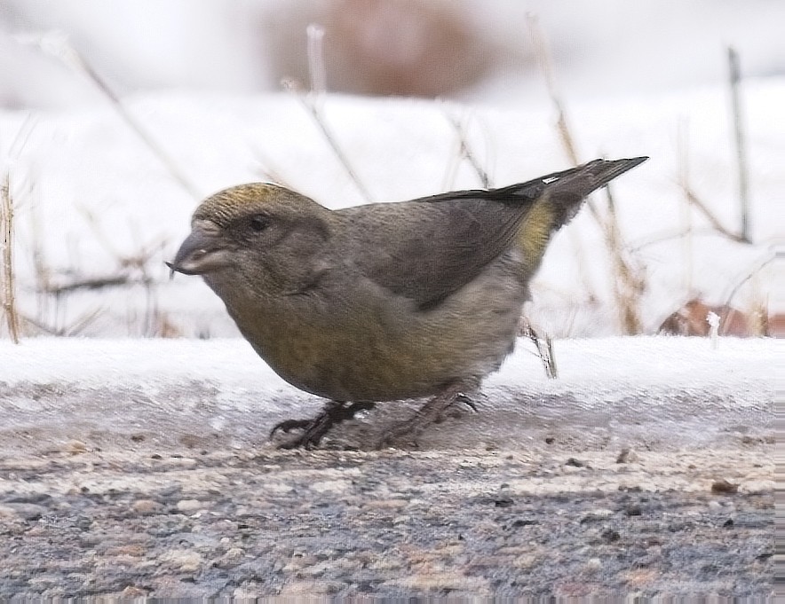 Red Crossbill - Gregg Hitchings