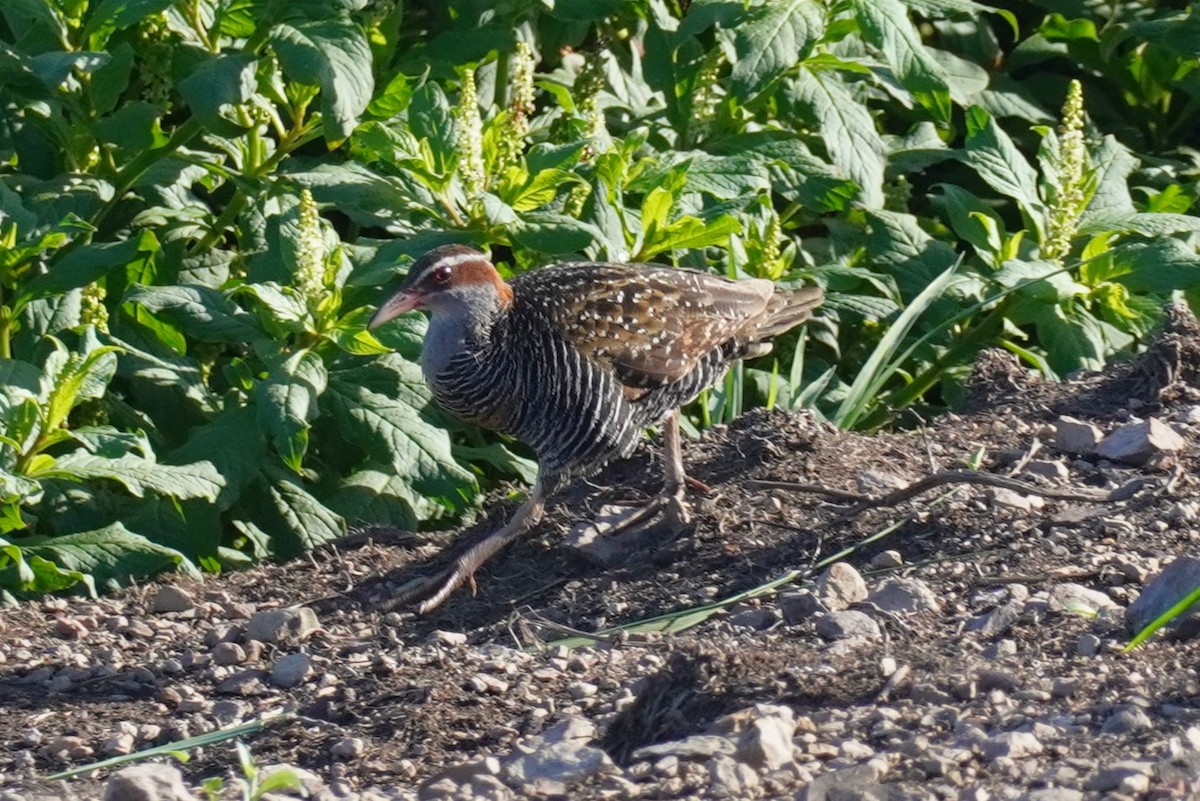 Buff-banded Rail - ML614665843