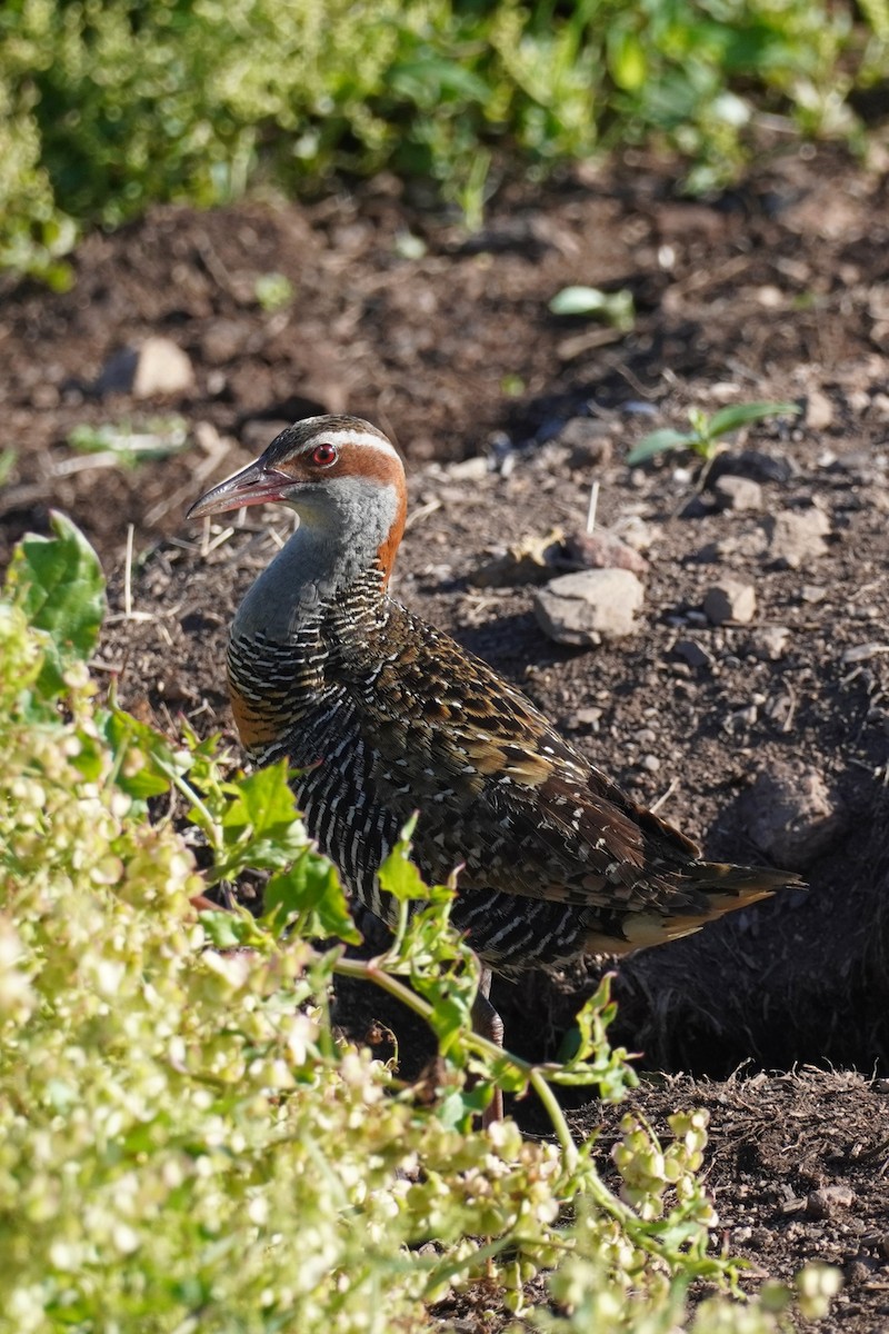 Buff-banded Rail - ML614665844