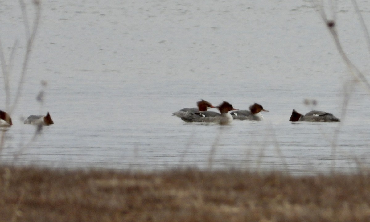 Common Merganser - ML614665891