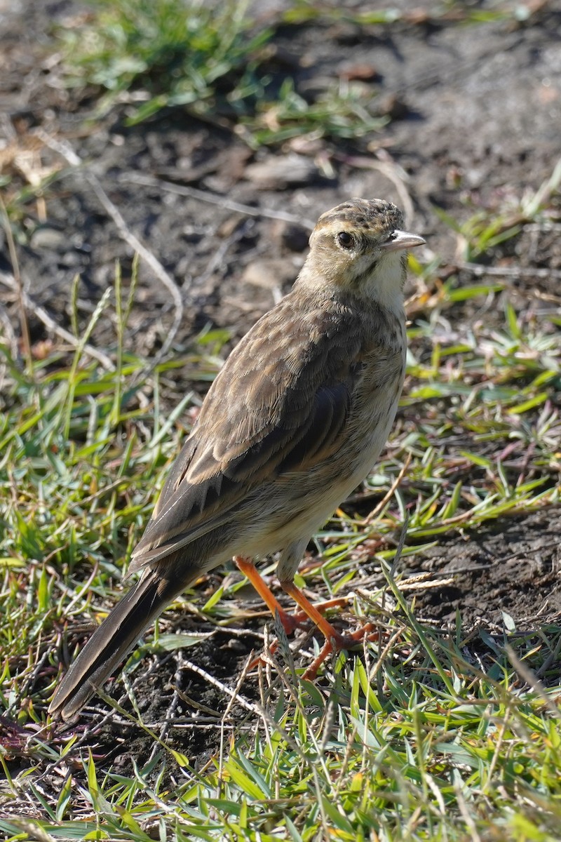 Australian Pipit - ML614665896