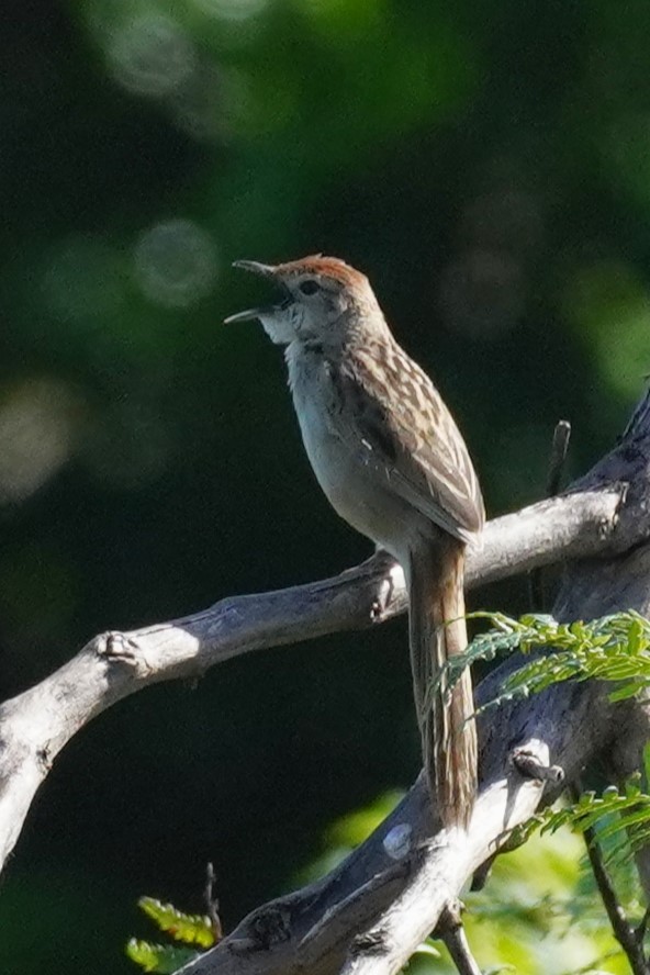 Tawny Grassbird - ML614665941