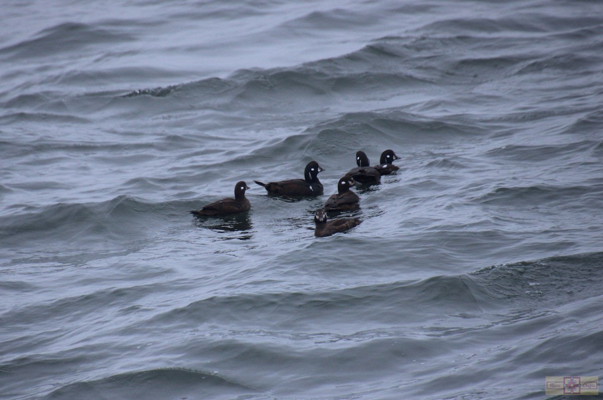 Harlequin Duck - ML614665954