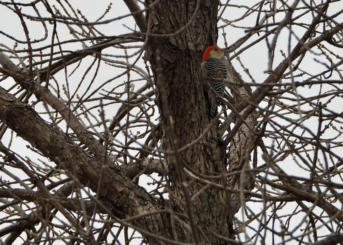 Red-bellied Woodpecker - ML614666035