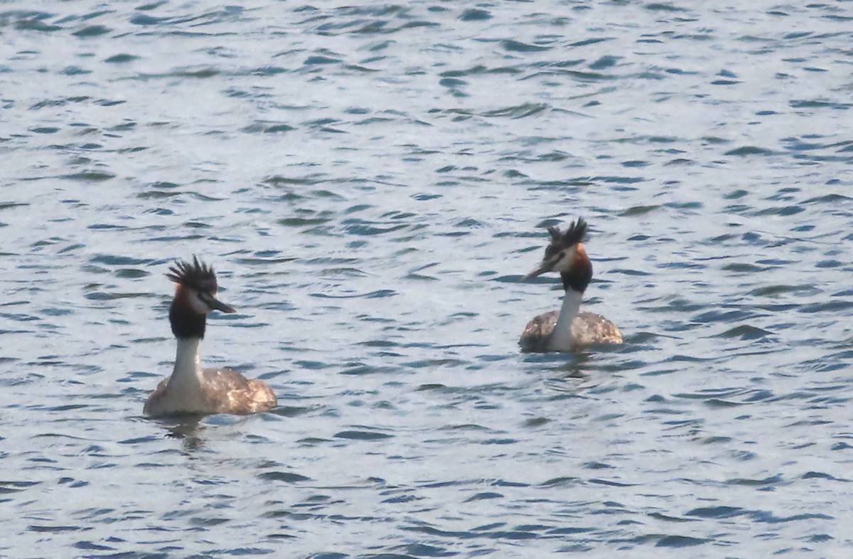 Great Crested Grebe - ML614666041