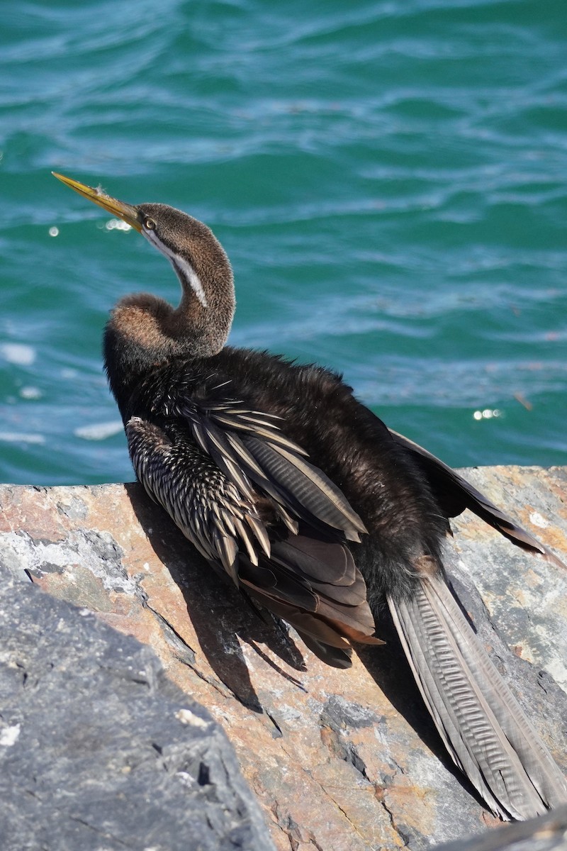 Australasian Darter - ML614666053