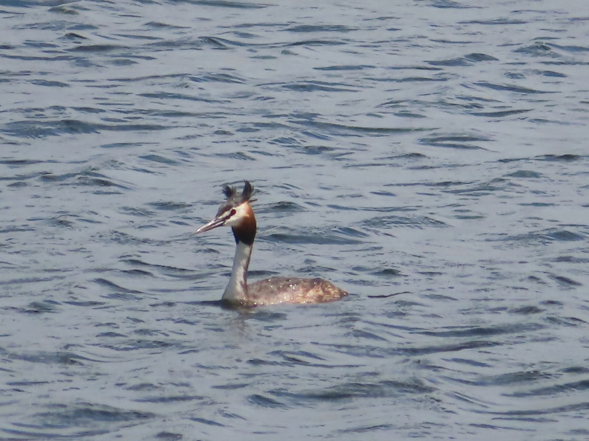 Great Crested Grebe - ML614666067