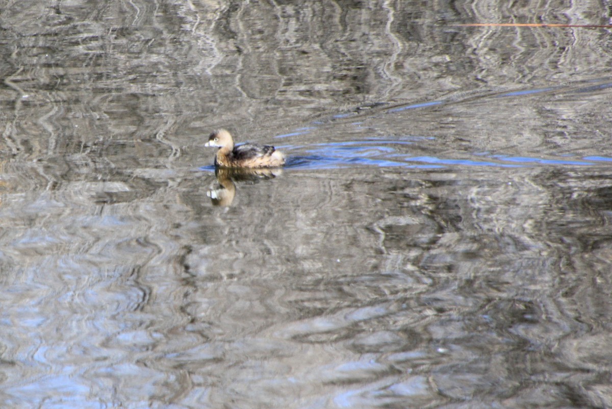 Pied-billed Grebe - ML614666106