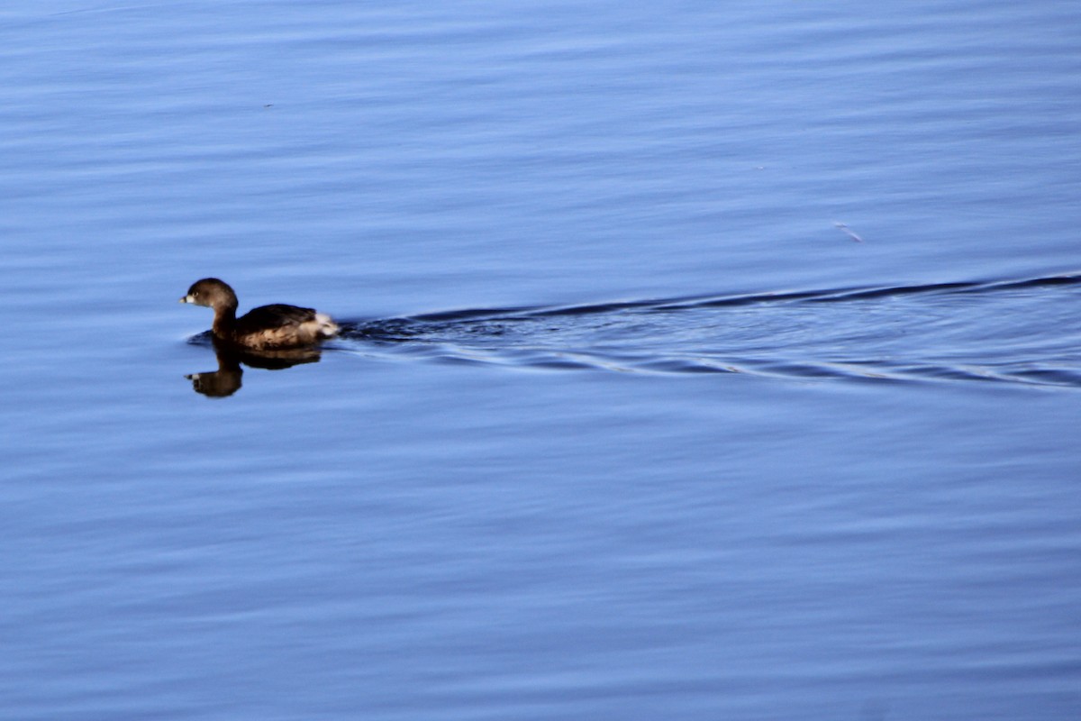 Pied-billed Grebe - ML614666107