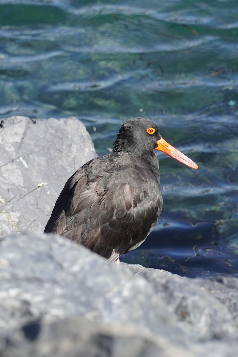 Sooty Oystercatcher - ML614666121