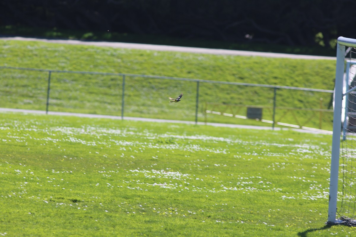 Tropical Kingbird - ML614666126