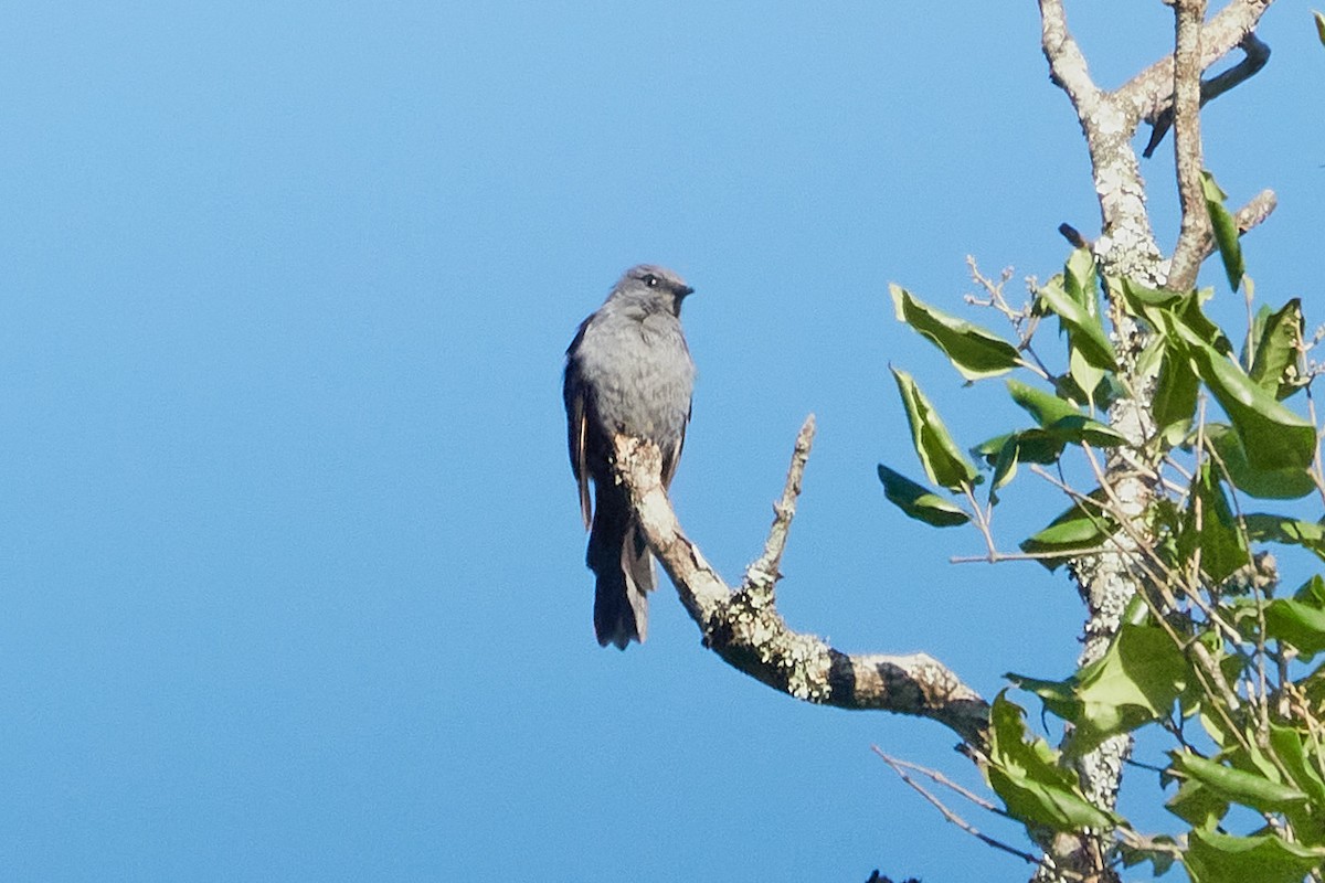 Kenrick's Starling - ML614666136