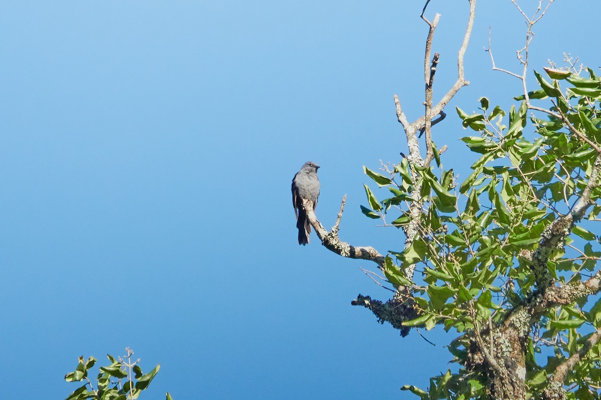 Kenrick's Starling - ML614666137