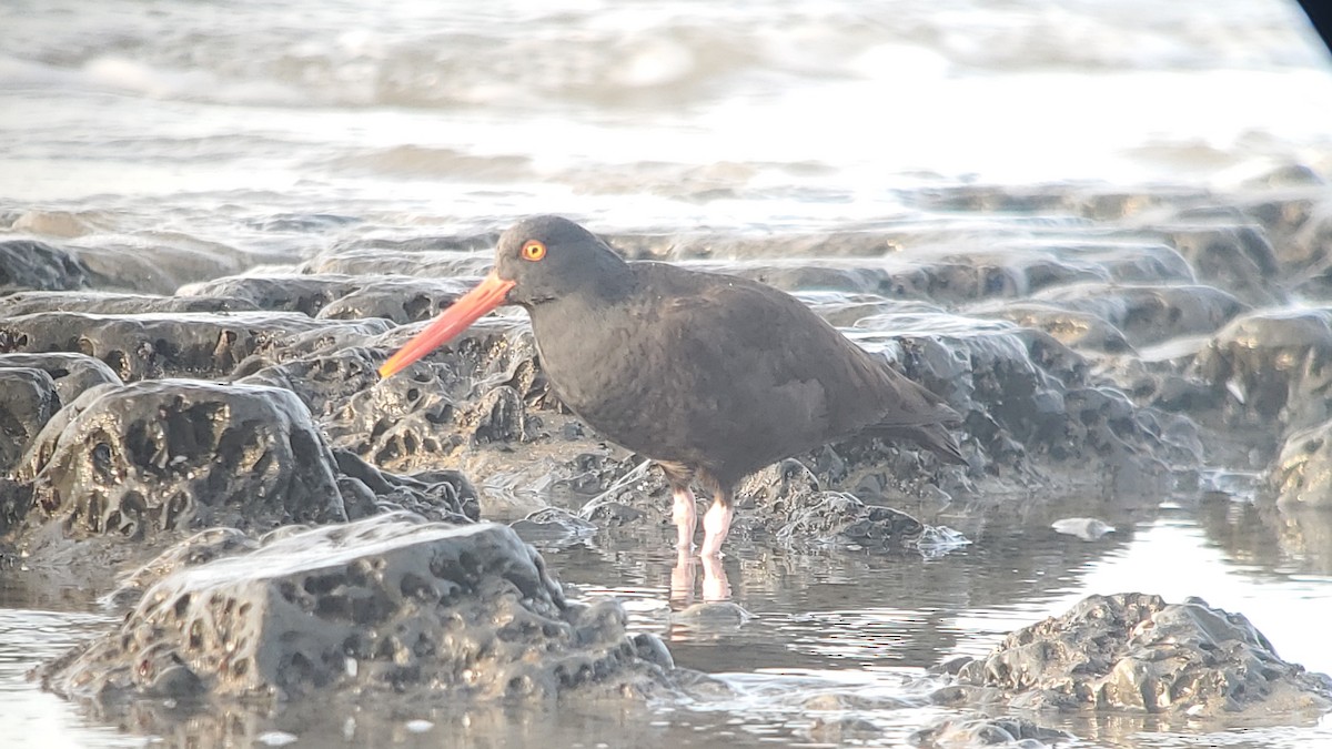 Black Oystercatcher - ML614666139