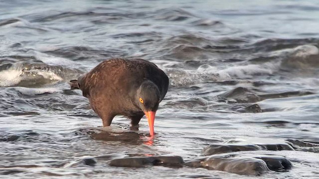 Black Oystercatcher - ML614666151