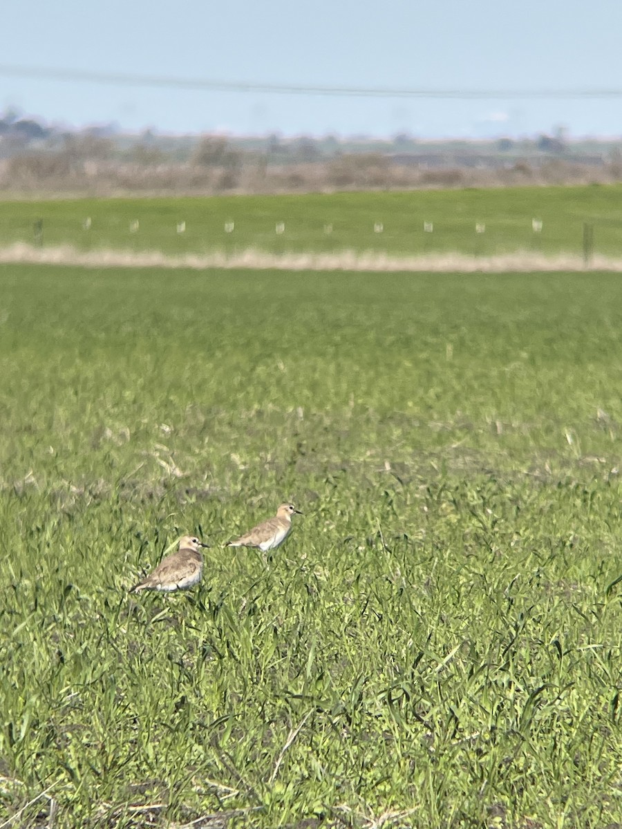 Mountain Plover - ML614666209