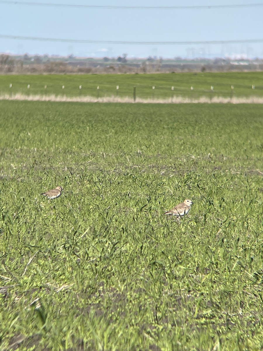 Mountain Plover - ML614666216