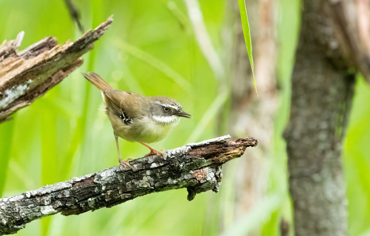 White-browed Scrubwren - ML614666227