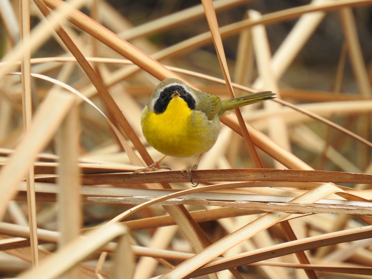 Common Yellowthroat - Jennifer Linde