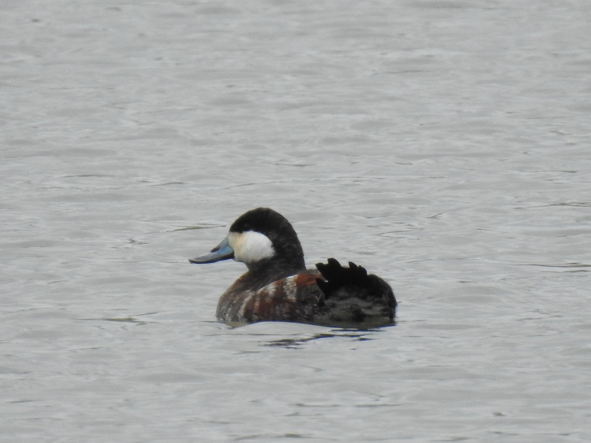 Ruddy Duck - Jennifer Linde