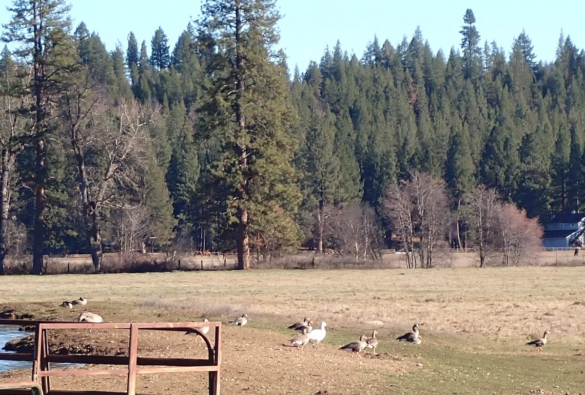 Greater White-fronted Goose - ML614666392