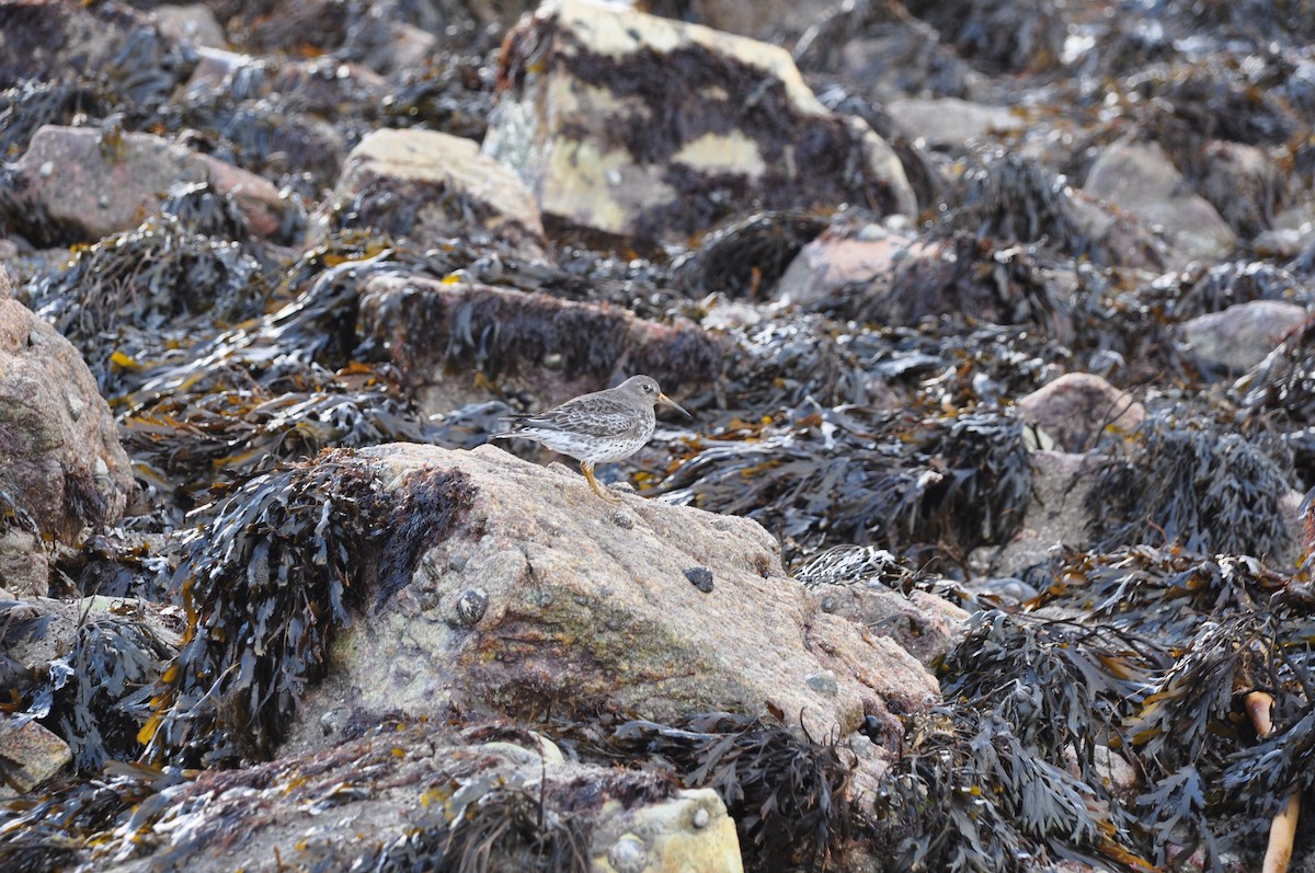 Purple Sandpiper - John Arthur