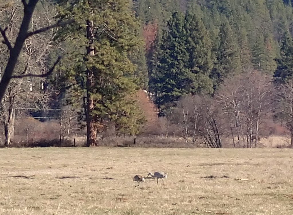 Sandhill Crane - ML614666429