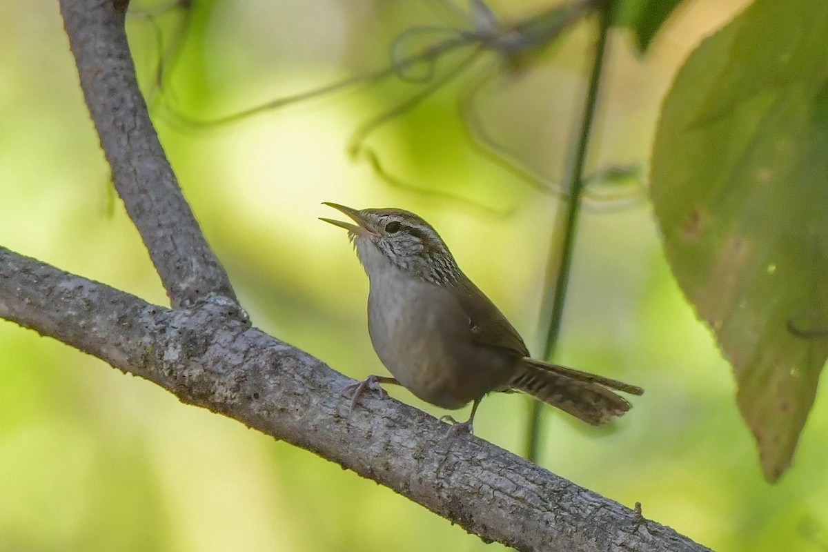 Sinaloa Wren - Marc Faucher