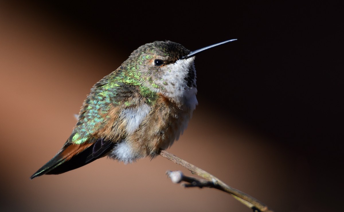 Rufous Hummingbird - Chaiby Leiman