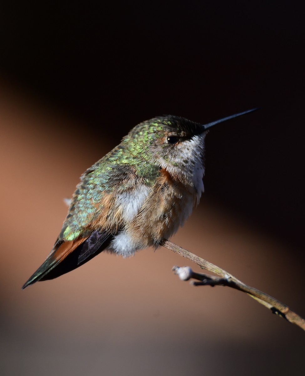 Rufous Hummingbird - Chaiby Leiman