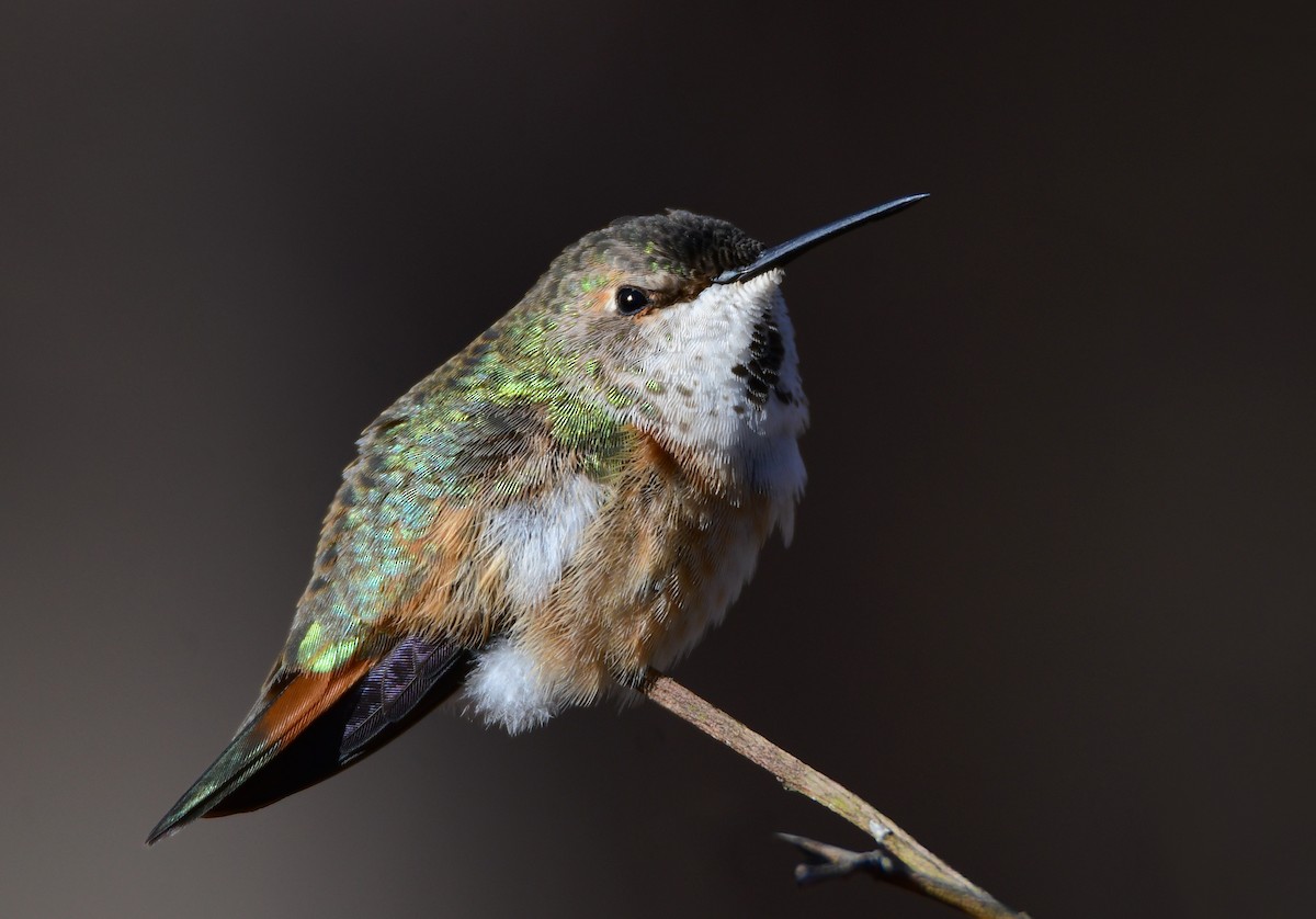 Rufous Hummingbird - Chaiby Leiman