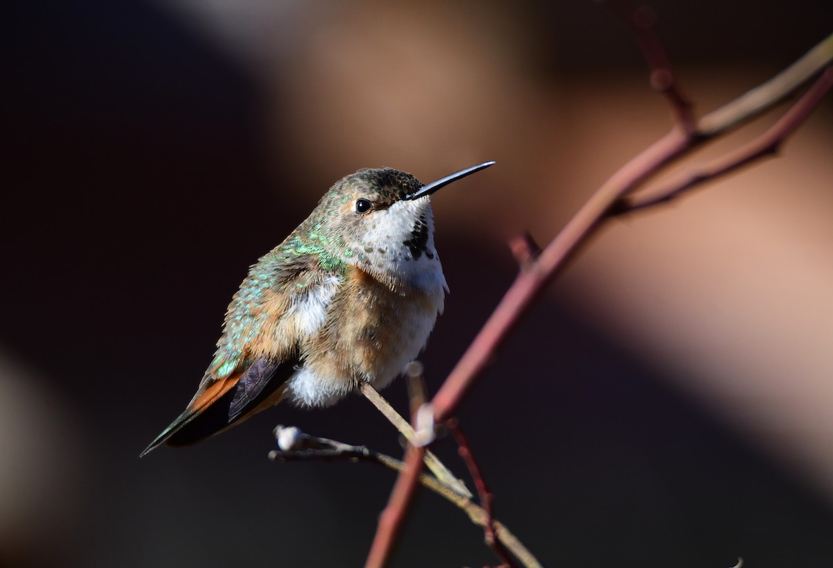 Rufous Hummingbird - ML614666525