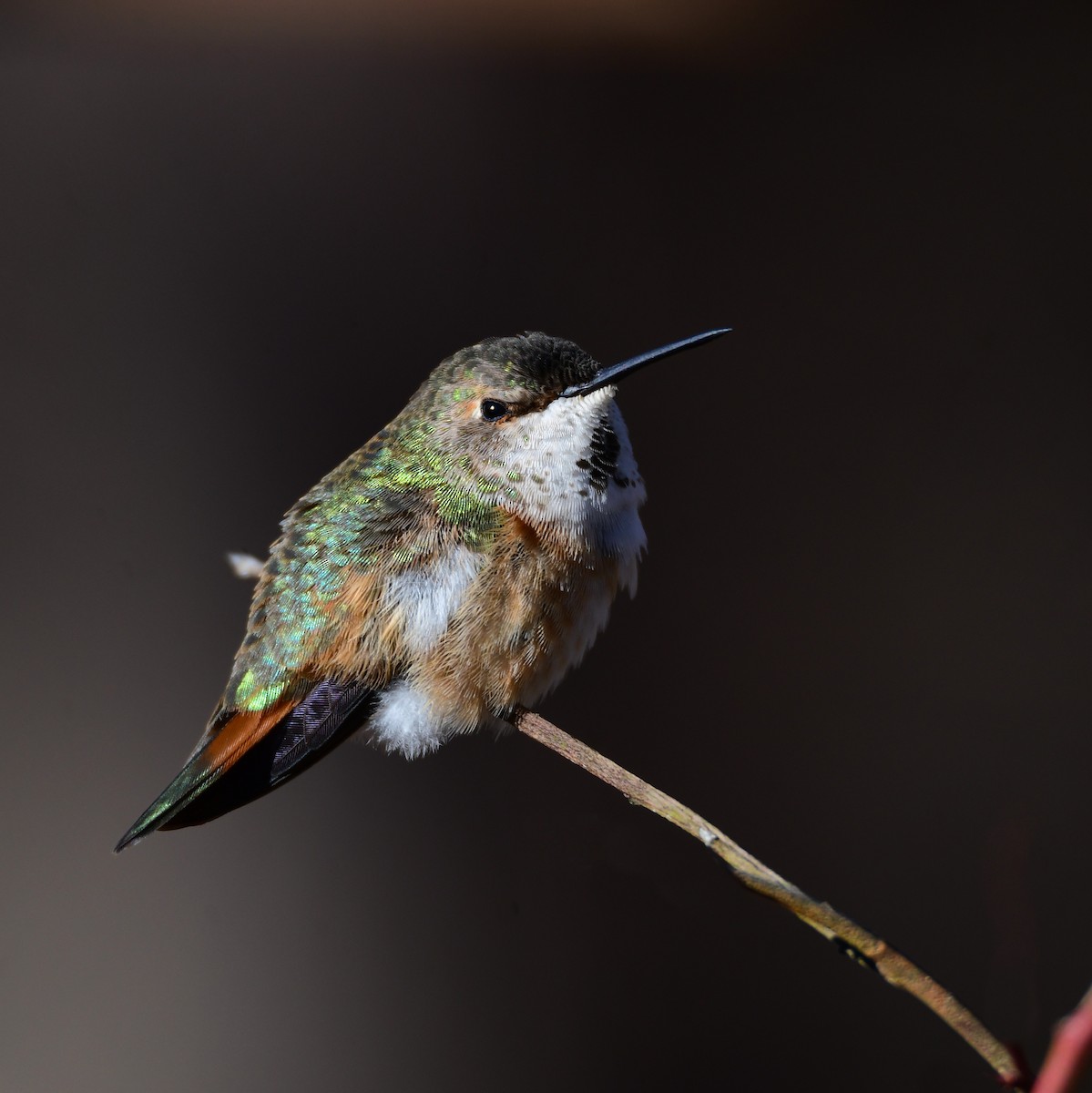 Rufous Hummingbird - Chaiby Leiman