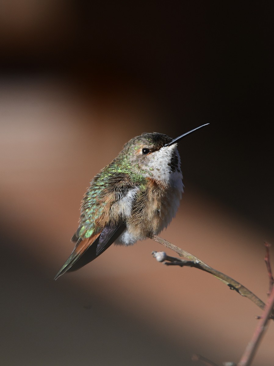 Rufous Hummingbird - Chaiby Leiman