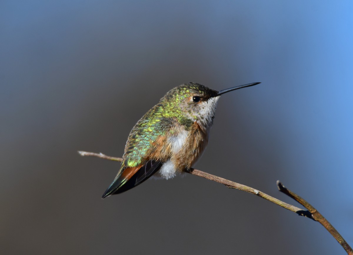 Rufous Hummingbird - Chaiby Leiman