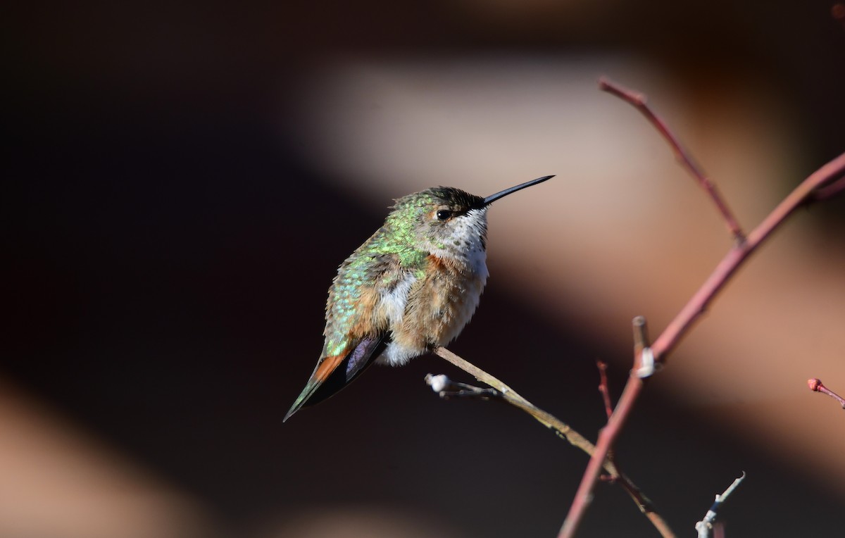 Rufous Hummingbird - ML614666534